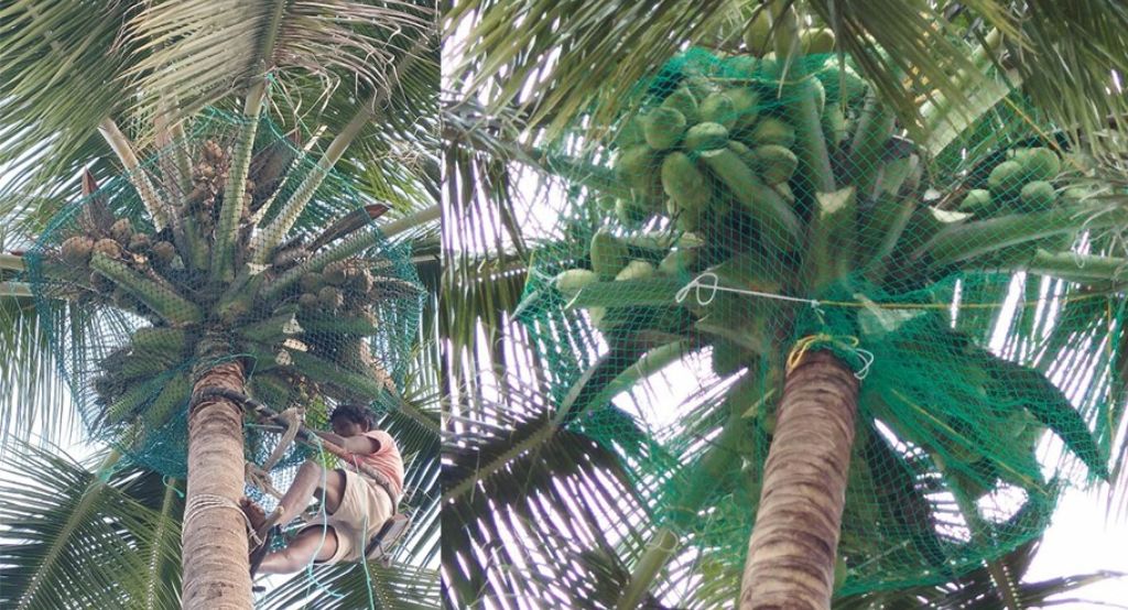 Coconut Tree Safety Nets Installation in Bangalore