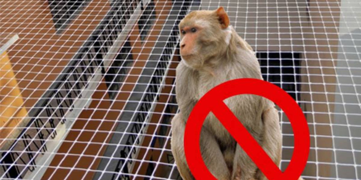 Monkey Safety Nets in Bangalore