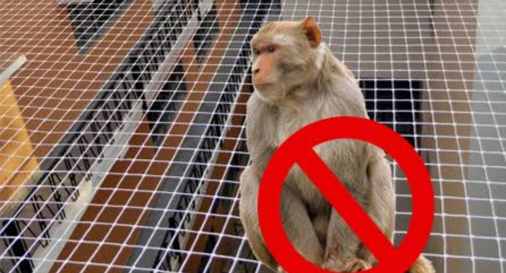 Monkey Safety Nets in Bangalore | Call 9880006679 for Best Price